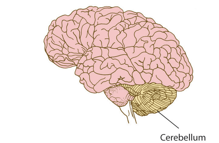 Placeholder image for How the Cerebellum Refines Movement